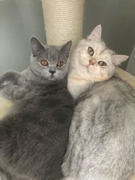 Bild zu Kater und Katze suchen ein neues zu Hause - Haustiere