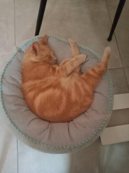 Bild zu Last cat purring - Haustiere