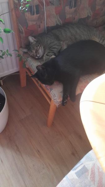 Bild zu Liebling (Zampi) und Graubein ziehen von Österreich in die Nähe von Stuttgart - Haustiere