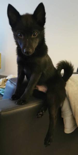 Bild zu Update zum Welpen - Haustiere
