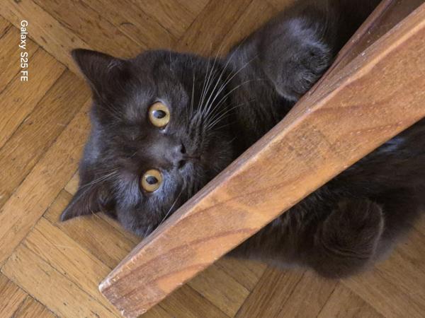 Bild zu Staubfreies Katzenstreu - Haustiere