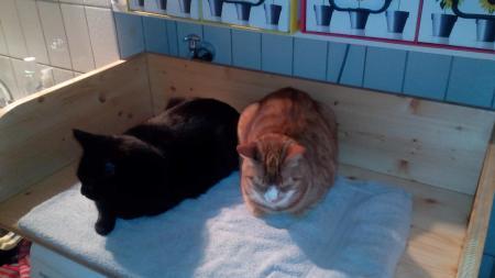 Bild zu