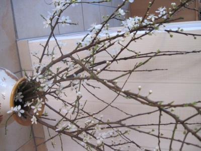 Bild zu frühling - Forum und Treffpunkt für Omas