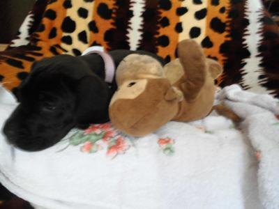 Bild zu Hundesitting - Forum und Treffpunkt für Omas