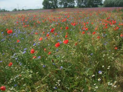 Bild zu zeig mal was Schönes - Forum und Treffpunkt für Omas