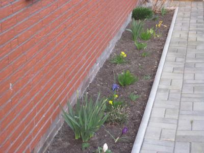 Bild zu früüüüüüüüüühling - Forum und Treffpunkt für Omas