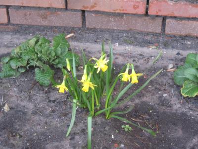 Bild zu frühling - Forum und Treffpunkt für Omas