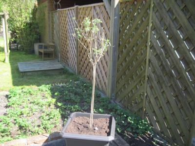 Bild zu frühling - Forum und Treffpunkt für Omas