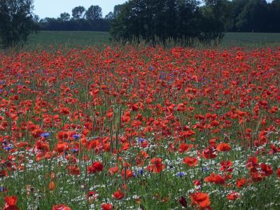 Bild zu Wochenendgruß von der Insel - Forum und Treffpunkt für Omas
