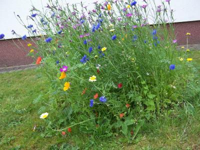 Bild zu Ein Blumengruß aus unserem Garten - Forum und Treffpunkt für Omas