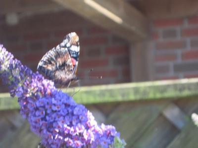 Bild zu schmetterlingsflieder - Forum und Treffpunkt für Omas