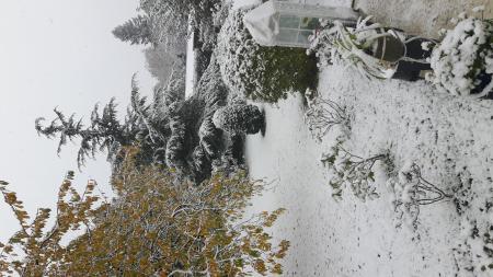 Bild zu Geranien im Schnee - Forum und Treffpunkt für Omas