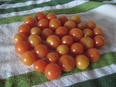 Bild zu ein letzter gartengruss - Forum und Treffpunkt für Omas