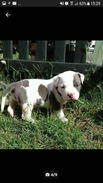 Bild zu Neues Familienmitglied - Forum und Treffpunkt für Omas