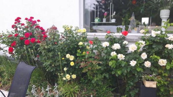 Bild zu Bild - Forum und Treffpunkt für Omas