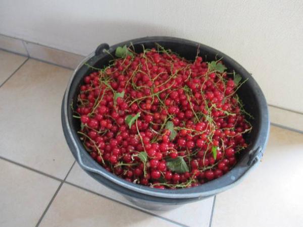 Bild zu moin - Forum und Treffpunkt für Omas