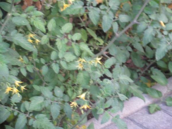 Bild zu moin - Forum und Treffpunkt für Omas