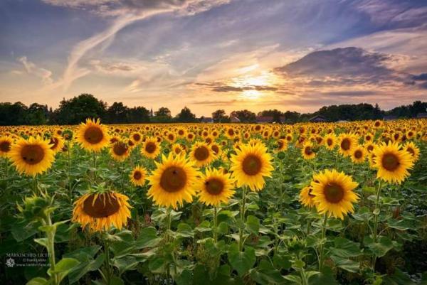 Bild zu Schönen Samstag - Forum und Treffpunkt für Omas