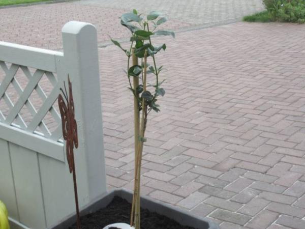 Bild zu Moin - Forum und Treffpunkt für Omas