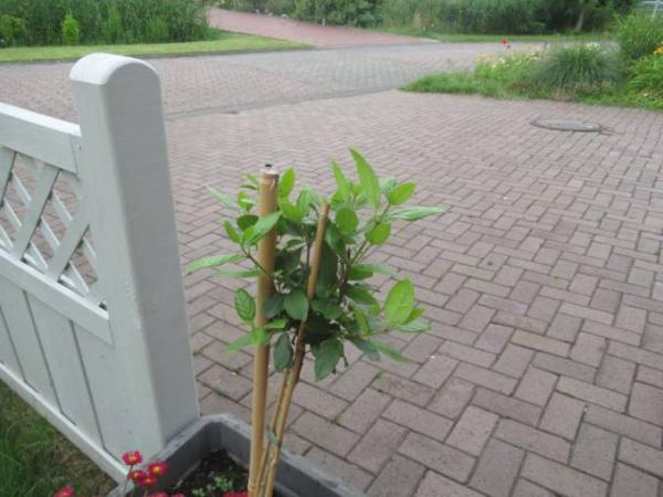 Bild zu 