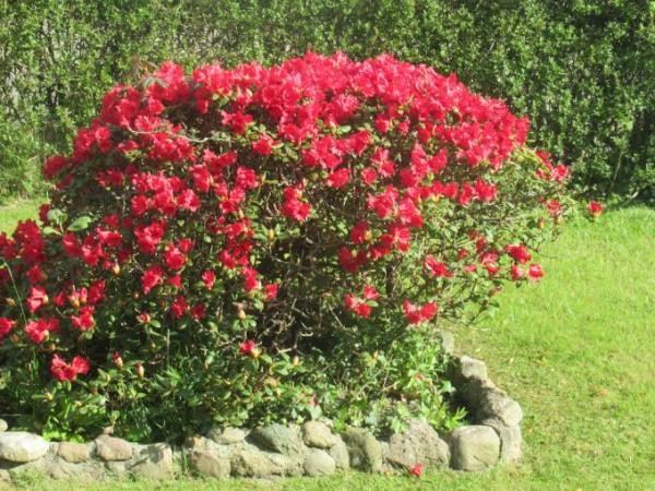Bild zu Blumen - Forum und Treffpunkt für Omas