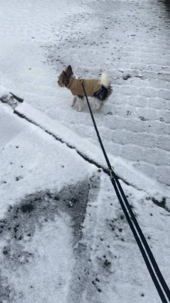 Bild zu Sehr viel Schnee - Forum und Treffpunkt für Omas