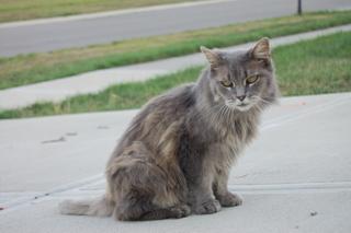 Bild zu An die Katzenkenner: koennte das eine Maine-Coon sein??? - Mein Haushalt