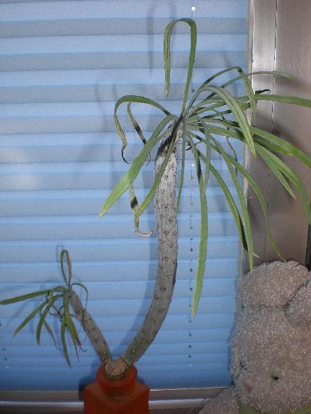 Bild zu Ach hier mal eine Frage an die Pflanzenkenner - Mein Haushalt