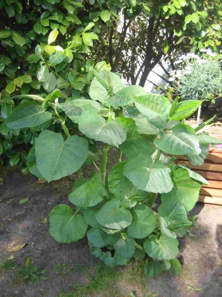 Bild zu Pflanzenkundige hier ? - Mein Haushalt