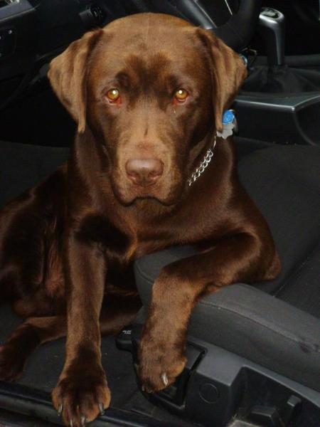 Bild zu @stella (und wickiemama)/Hundefutter-Orijen - Mein Haushalt