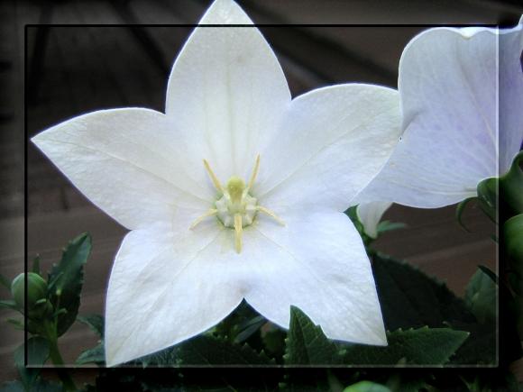 Bild zu Pflanze überwintern? - Mein Haushalt