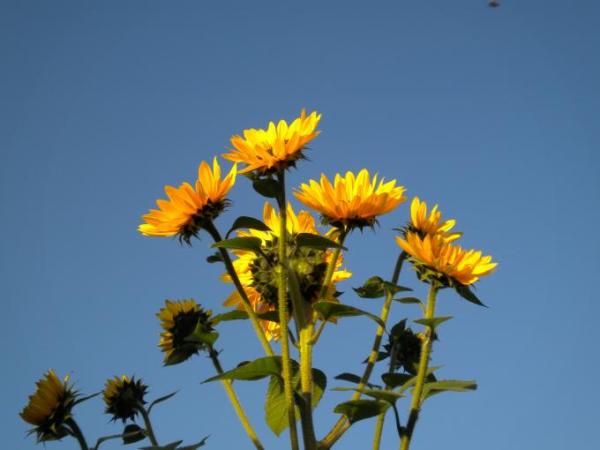 Bild zu