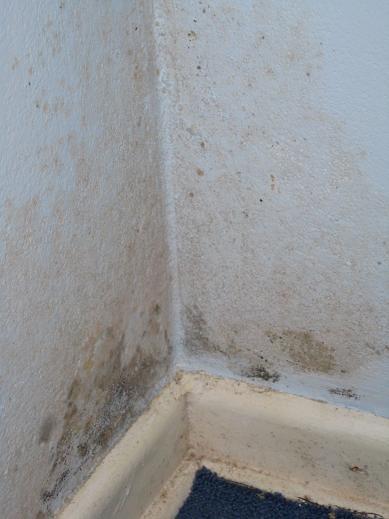 Bild zu Schimmel - was tun ?! - Mein Haushalt