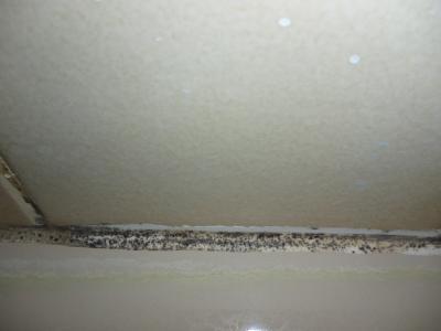 Bild zu Ist das Schimmel? - Mein Haushalt