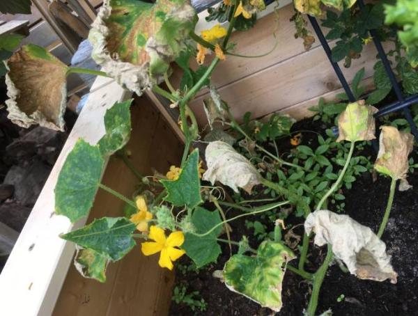 Bild zu Gartenexperten... meine Gurke .... - Mein Haushalt