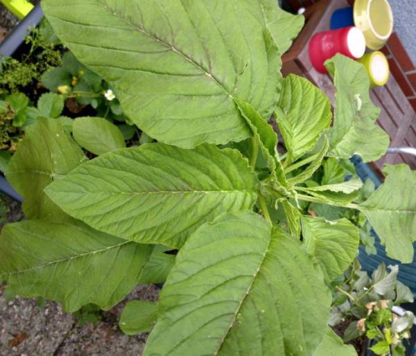 Bild zu Garten - was hat sich da ausgesät? - Mein Haushalt