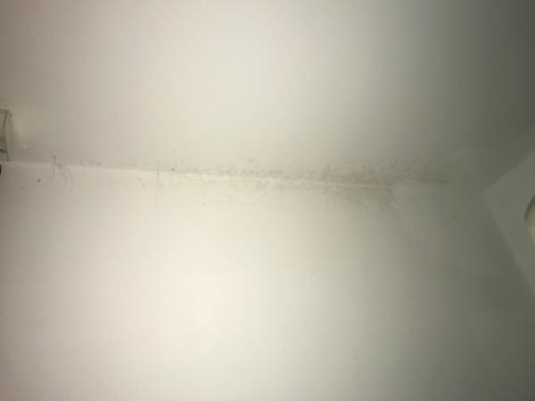 Bild zu Ist das schimmel? - Mein Haushalt