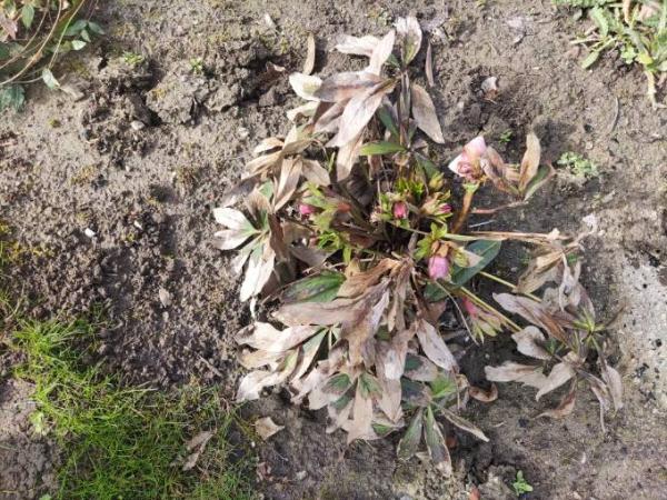 Bild zu An die Gartenfreunde: Lenzrose - Mein Haushalt