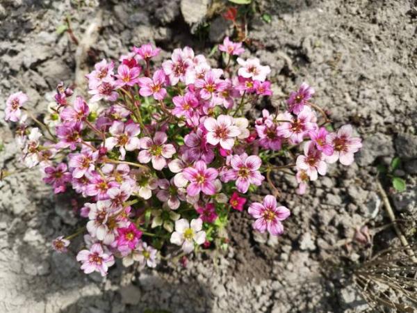 Bild zu Zwei Blumenfragen... - Mein Haushalt