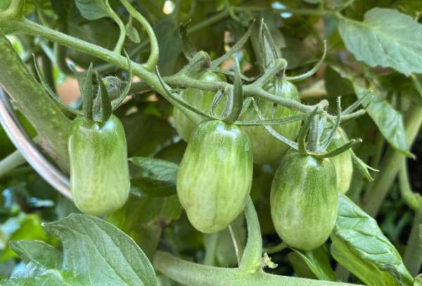 Bild zu noch eine Gartenfrage... dieses mal Tomaten - Mein Haushalt