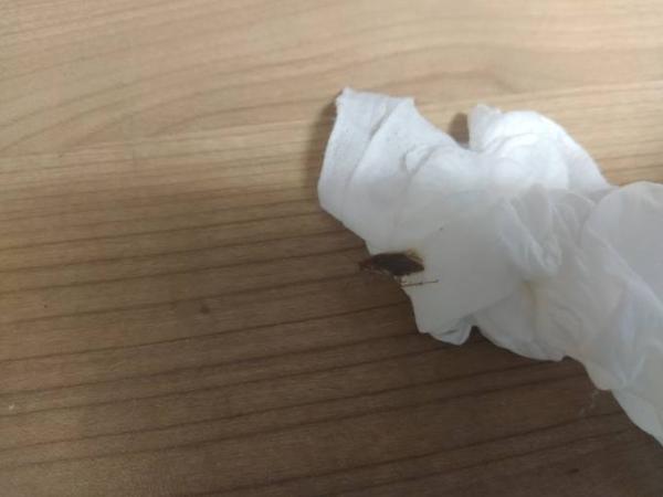 Bild zu Küchenschabe oder Waldschänke? - Mein Haushalt