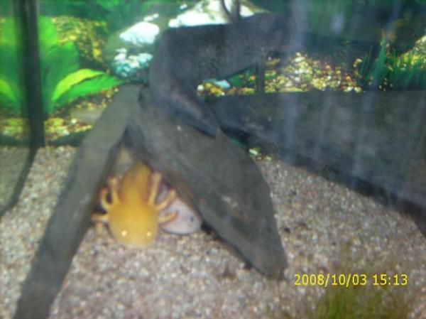 Bild zu meine neuen haustiere - Alleinerziehend - Forum für alleinerziehende Eltern