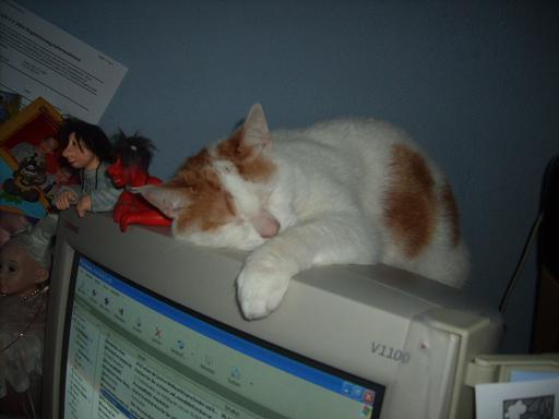 Bild zu Gestern wurde doch nach Haustieren gefragt. - Alleinerziehend - Forum für alleinerziehende Eltern