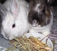 Bild zu Frauenfrage ;) - Alleinerziehend - Forum für alleinerziehende Eltern