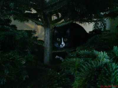 Bild zu zum Thema Baumschmuck - Alleinerziehend - Forum für alleinerziehende Eltern