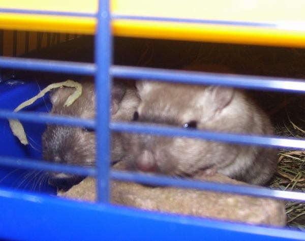 Bild zu Wir haben Gäste... - Alleinerziehend - Forum für alleinerziehende Eltern