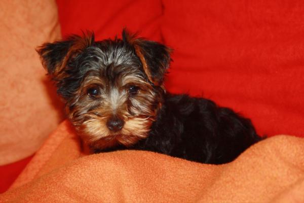 Bild zu Darf ich vorstellen - Alleinerziehend - Forum für alleinerziehende Eltern