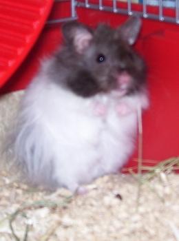 Bild zu Seit heute wohnt das Glück bei uns... - Alleinerziehend - Forum für alleinerziehende Eltern