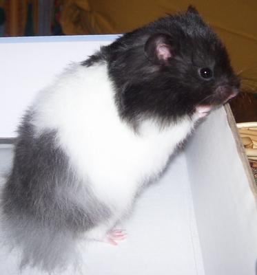 Bild zu Unser Hamster... - Alleinerziehend - Forum für alleinerziehende Eltern