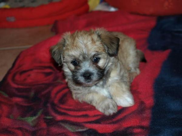 Bild zu der neue Mann in meinem Leben..... - Alleinerziehend - Forum für alleinerziehende Eltern